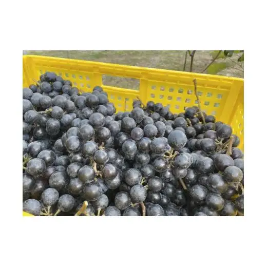 黒髪山葡萄園 赤ワイン 750ml ふなおワイナリー醸造 1本