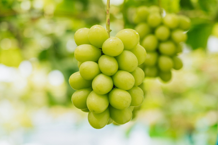 【期間限定発送】 シャインマスカット 訳あり 2～5房 約1.5kg [oboco grapes 山形県 高畠町 tk06ayt250004]
