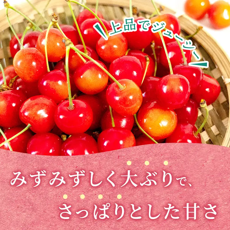 先行受付 さくらんぼ 佐藤錦 300g×2P 計600g Lサイズ 北海道 仁木町　国産 旬のフルーツ 旬の果物 デザートサクランボ チェリー フルーツ 果物 果物類 仁木 [カムナビファーム]