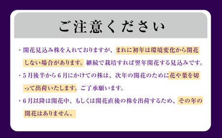 苗 【4月から11月発送】花しょうぶ（ジャパン アイリス）の苗 おまかせ6株 [AIAC001] 