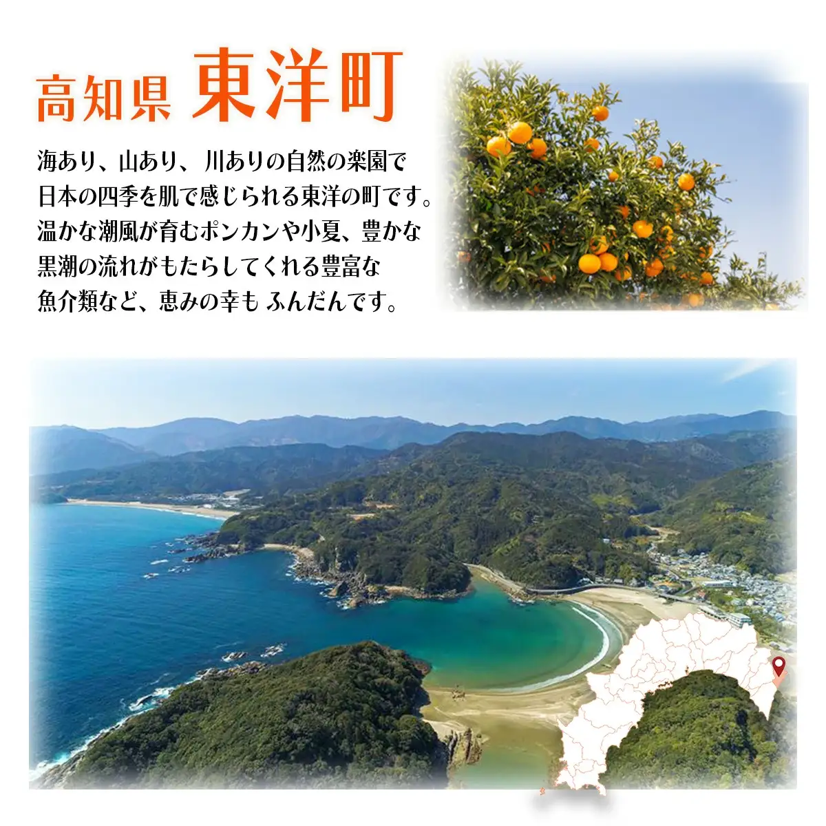 ＜数量限定＞ウチワエビ（ボイル）14匹前後 1000gセット【S247】