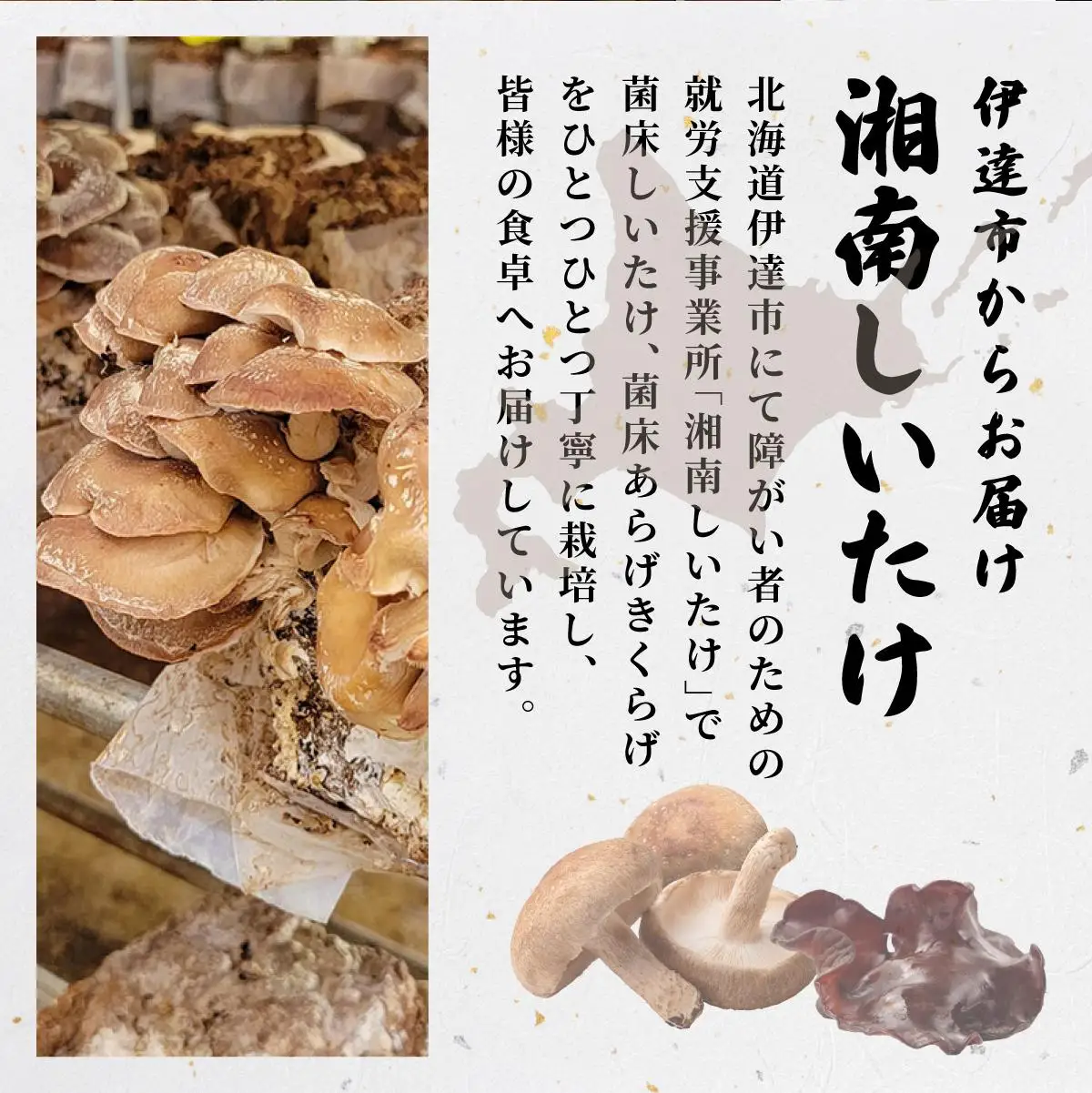 [5525-1106]湘南しいたけ 乾燥 しいたけ 乾燥 きくらげ 乾物 しいたけ シイタケ 椎茸 キクラゲ 木耳 乾燥 出汁 旨味 保存食 国産 スーパーフード サラダ スープ アレンジ料理 ヘルシー 北海道 伊達市