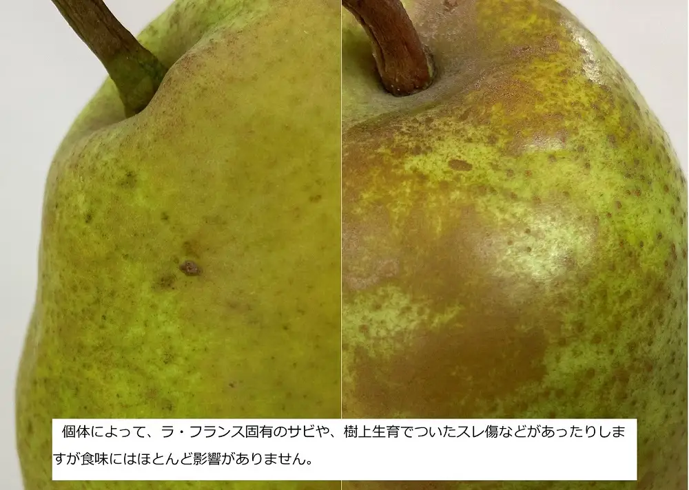 西洋梨（ラ・フランス）３ｋｇ　大玉　ご家庭用　0009-2610
