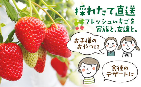 家庭用いちご やよいひめ ４パック 1120g いちご 群馬県 前橋市