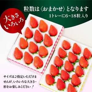 いちご やよいひめ 豊かな香り イチゴ 800g 2027年 先行予約 群馬県 前橋市