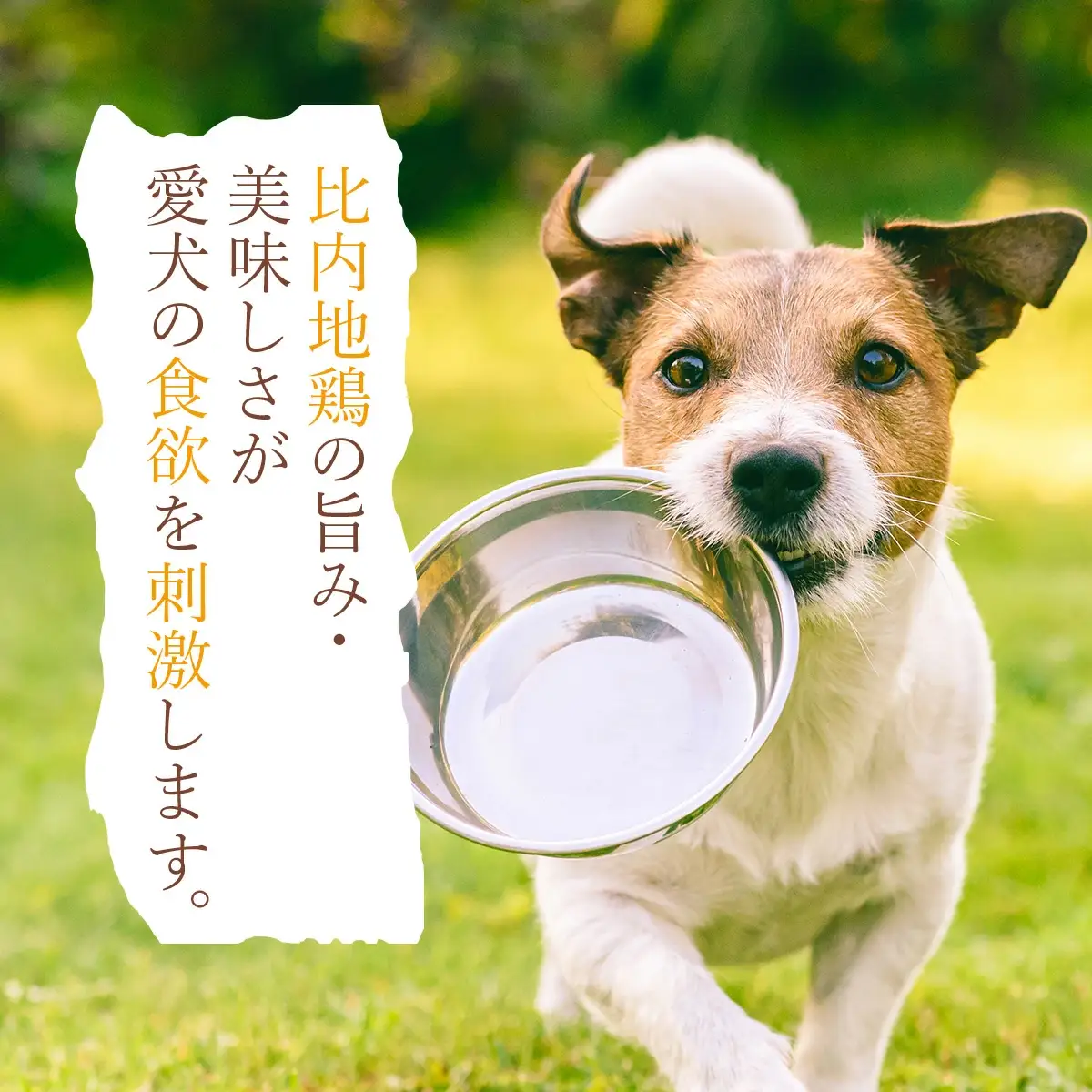 比内地鶏やわらかシリーズ ワンちゃんのごはん4種セット　55P7807