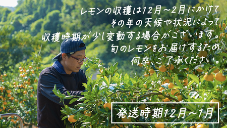 【先行予約】 もぎたてフレッシュ！ せとうちレモン 約3kg 2026年12月中旬～2027年1月発送 ワックス防腐剤不使用 皮まで丸ごと食べられる