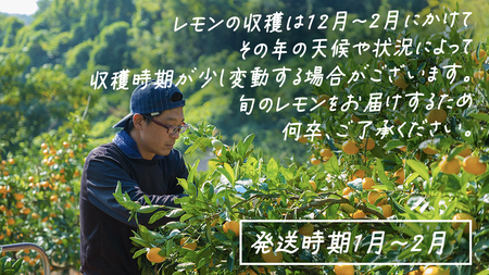 【先行予約】 もぎたてフレッシュ！ せとうちレモン 約3kg (約 20～30個程度) 2027年1月～2月発送 ワックス防腐剤不使用 皮まで丸ごと食べられる