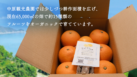 瀬戸内産 オーガニック 紅八朔 3kg 【2027年1月中旬以降発送】