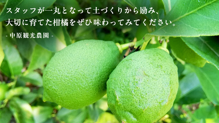 瀬戸内 オーガニック グリーンレモン 3kg【2026年10月以降発送】