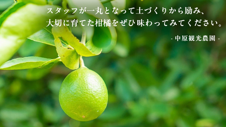 オーガニック ライム 1kg【2026年9月以降発送】