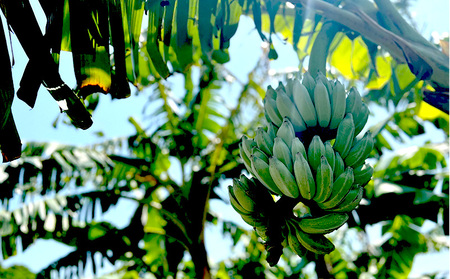 冷凍バナナ 冷凍完熟アップルバナナ1kg