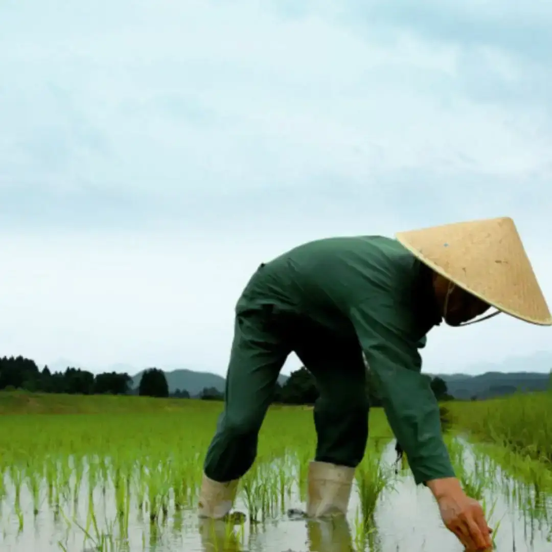 数量限定 大吟醸 本醸造 飲み比べ 720mlx2本 [福・福セット] 日本酒 新潟県 三条市 [福顔酒造] 