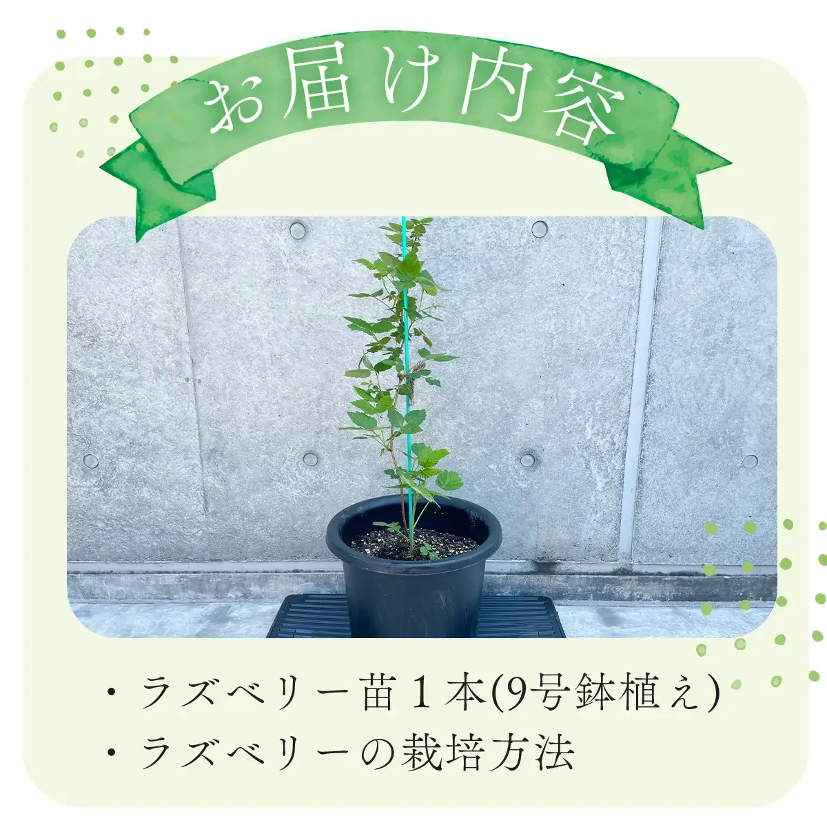 ラズベリー苗　150P7803