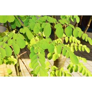 もりんがめん（生めん）550ｇ（110ｇ×5束入り）　3箱セット