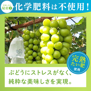 【2026年9月中旬より順次発送】令和7年度 茨城県生産力向上共励会 特別賞受賞！糖度約20～22度！美味しさにこだわったシャインマスカット（約500g）1房 化学肥料不使用 農家直送【葡萄 ぶどう マスカット フルーツ 果物 くだもの 水戸市 水戸 茨城県】（GG-20）