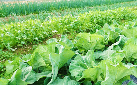 【12回定期便】【訳あり】高知県産 土佐季節の野菜詰め合せセット/ 野菜 定期 高知【香稜苑】[ATBQ012] 