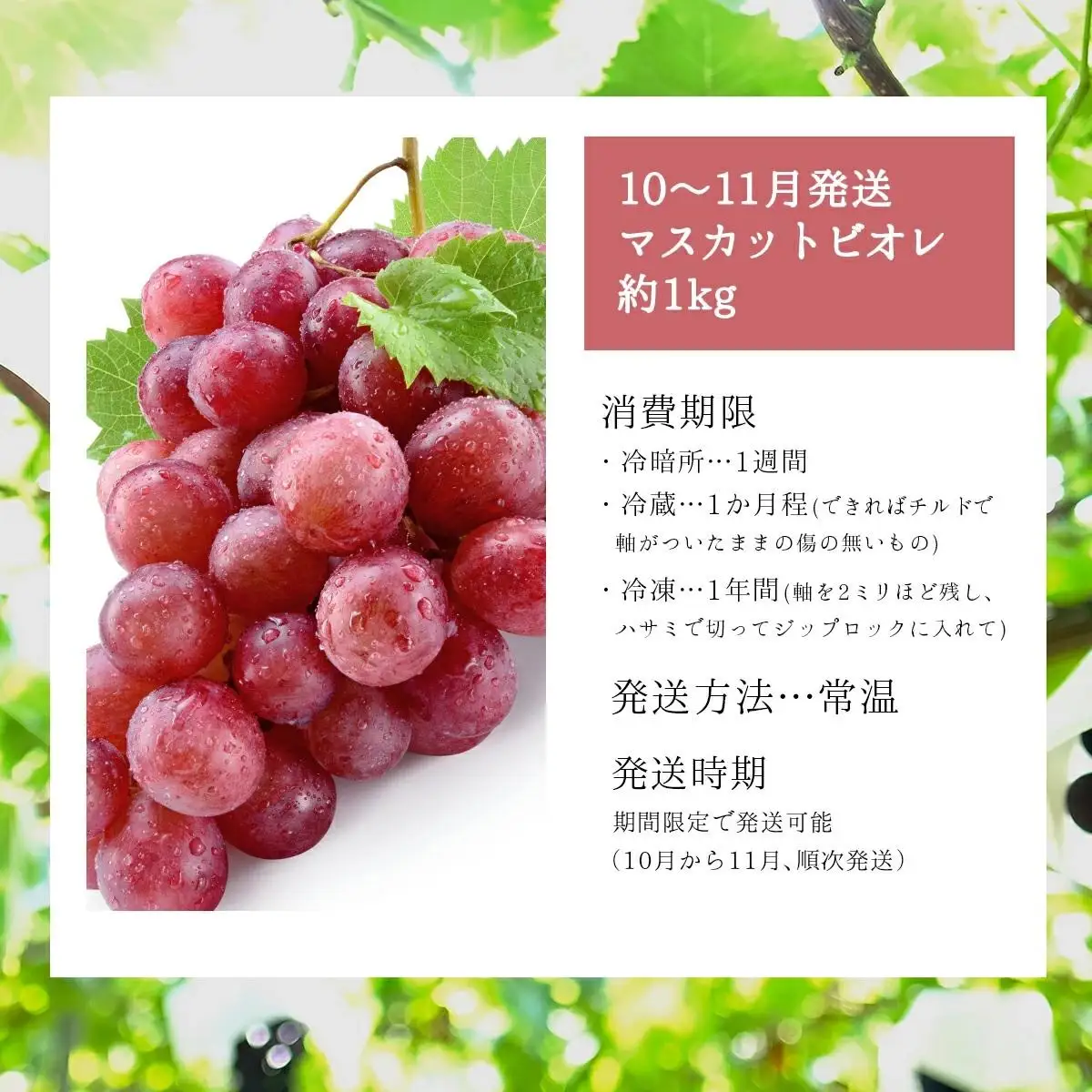 ＜2026年発送分 先行予約＞10月～11月発送マスカットビオレ1kg箱【029-a009】