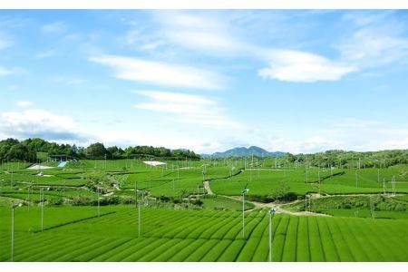 きみくらの庵と小豆どら焼き  (ギフト箱入り)　深蒸し掛川茶 日本茶きみくら【5893】【配送不可地域：離島・沖縄県】【1603828】
