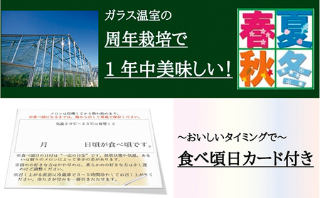 クラウンメロン　白　中玉　1玉　12ヵ月連続お届け【配送不可：離島】 果物類 メロン青肉 フルーツ 