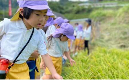 有田町の子どもたちが作ったお米で地域を活性化したい！キッズスタートアップ 有田の棚田米 おいしい米 3kg【大吉村】有田町 米 おいしい 3キロ 3kg 棚田 地域 活性化 地域おこし 保育園 保育園児 K24-1
