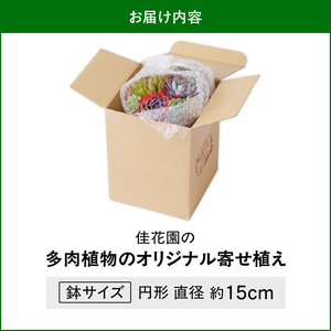 【佳花園】多肉植物のオリジナル寄せ植え[156K04]