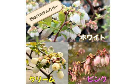 ジェラート 濃い!小さなブルーベリー農園のご褒美ジェラート ブルーベリー アイス ミルク 濃厚 セット スイーツ デザート 冷凍 ご褒美 ギフト プレゼント 贈り物 お取り寄せ 成田市 千葉県