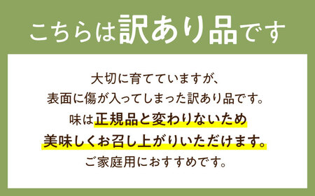 【2027年4月下旬-発送】【根強い人気!】 訳あり プリンスメロン 3箱セット（1箱 7?13玉）傷もの / メロン めろん フルーツ 果物 / 南島原市 / 南島原果物屋[SCV023]