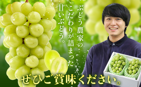 【2026年発送】シャインマスカット ご家庭用 農家こだわりの シャインマスカット  約1.2kg  Nini farm 