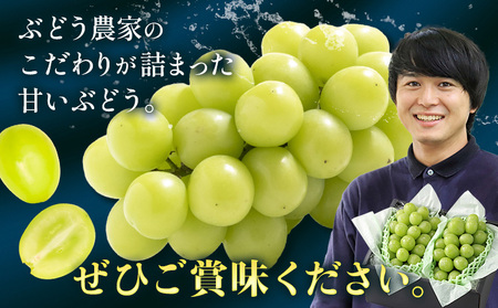 【2026年発送】シャインマスカット 贈答用 農家こだわりの シャインマスカット 約1.2kg  Nini farm 