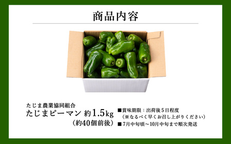 【先行予約】数量限定 たじまピーマン 約1.5kg / 7月中旬から順次発送 肉厚 ピーマン 肉詰め 新鮮 野菜 産地直送 やさい 苦みが少ない 甘みが強い 歯ごたえが良い 濃い緑 夏秋ピーマン