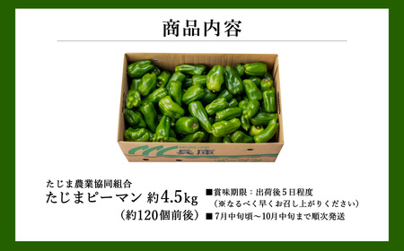 【先行予約】数量限定 たじまピーマン 約4.5kg / 7月中旬から順次発送 肉厚 ピーマン 肉詰め 新鮮 野菜 産地直送 やさい 苦みが少ない 甘みが強い 歯ごたえが良い 濃い緑 夏秋ピーマン