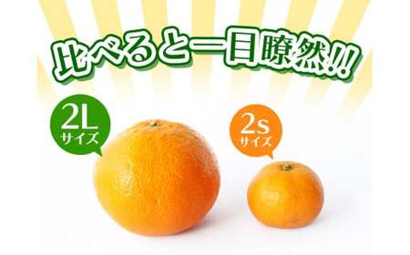 温州みかん 「小粒っこ」 4g (極早生・早生・中生・晩稲)【2S～3Sサイズおまかせ】【2026年10月中旬～2027年2月下旬までに順次発送】＜味好農園＞/温州 みかん 小玉 蜜柑 柑橘 みかん 極早生 早生 中生 晩稲 小粒 果物 フルーツ 【agy004-s-4】