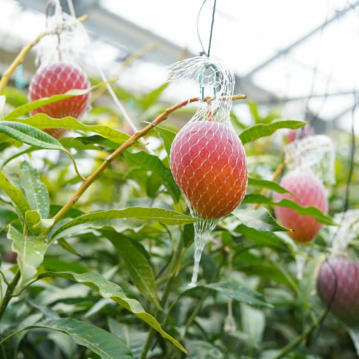 高知県安芸市産 完熟マンゴー「アーウィンアップルマンゴー」（岡宗農園）