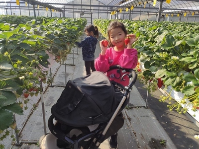 いちご狩り体験チケット  2名分食べ放題30分練乳付き いちごらんど中西 伊豆 1271