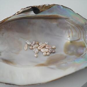 琵琶パールと池蝶貝のネックレス（THE SHELL with BIWAPearl)