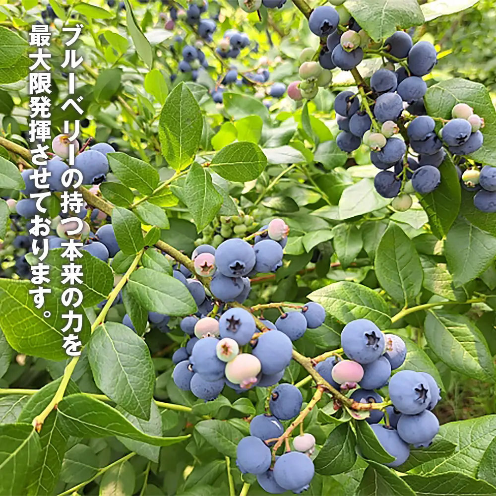 冷凍ブルーベリー 2kg 農薬・化学肥料不使用 ／ ブルーベリー フルーツ 完熟 大粒 冷凍 果物 国産 産地直送 無添加 スイーツ ヨーグルト トッピング ジャム スムージー おやつ 旬 千葉県 No.322