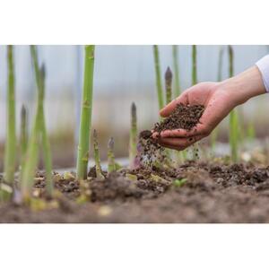 【先行予約】天空のアスパラガス 「訳あり」1ｋｇ 【２０２６年４～５月頃発送】