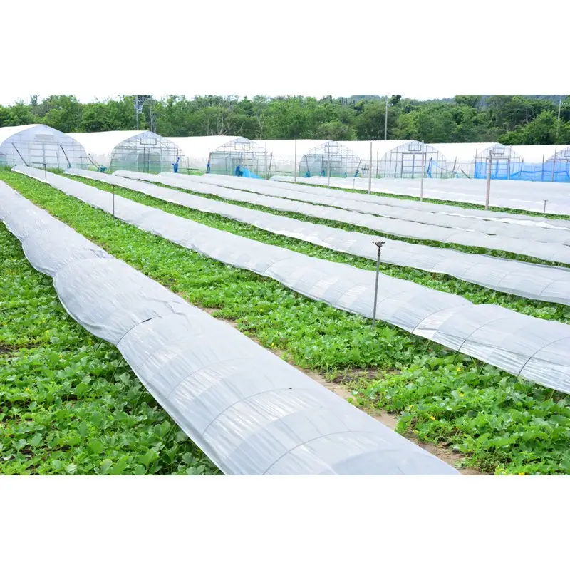 【先行予約】 年間生産量200玉の最上級メロン「新芳露-幻-」（2026年7月下旬～発送） メロン 高級メロン ギフト プレゼント お祝い 桐箱入 贈答用メロン 高級フルーツ 丹後 京都 京丹後 厳選 ふるさと納税 ギフト