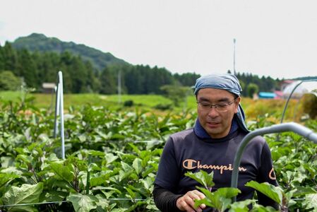 農園自慢 彩り 野菜セット（ 5品 以上〜）【予約受付 6月発送開始予定】旬 野菜 詰め合わせ シェフ御用達 国産 うるおい春夏秋冬 やさい セット 岩手県 北上市 A0235 季節の野菜 西洋野菜 紫人参 丸なす 水なす 長なす とうがらし カラフル 野菜 お試し