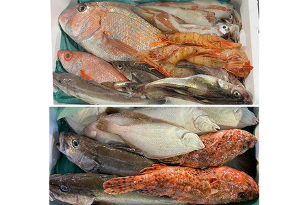 季節の鮮魚詰め合わせセット 約3kg 高級魚 鮮度抜群