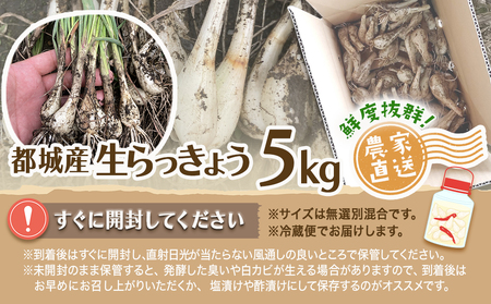 【先行受付!】根付き土付き生らっきょう5kg≪2026年5月中旬以降順次お届け≫_12-L701_(都城市)  都城産 根付き・土付き らっきょう らっきょう漬 塩らっきょう 酢味噌和え 塩漬け 酢漬け