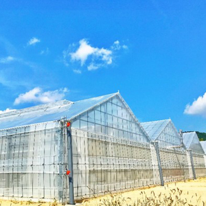 広島県産 スイートルビートマト 500g 野菜 やさい 食品 トマト ミニトマト とまと 金賞受賞 三原市 甘い 032002