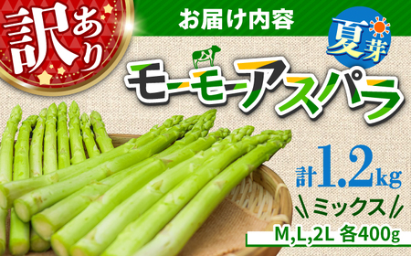【先行予約・訳あり】モーモーアスパラ 夏芽 M / L / 2L セット 1.2kg（6月上旬から順次発送） アスパラガス[ARAI034]