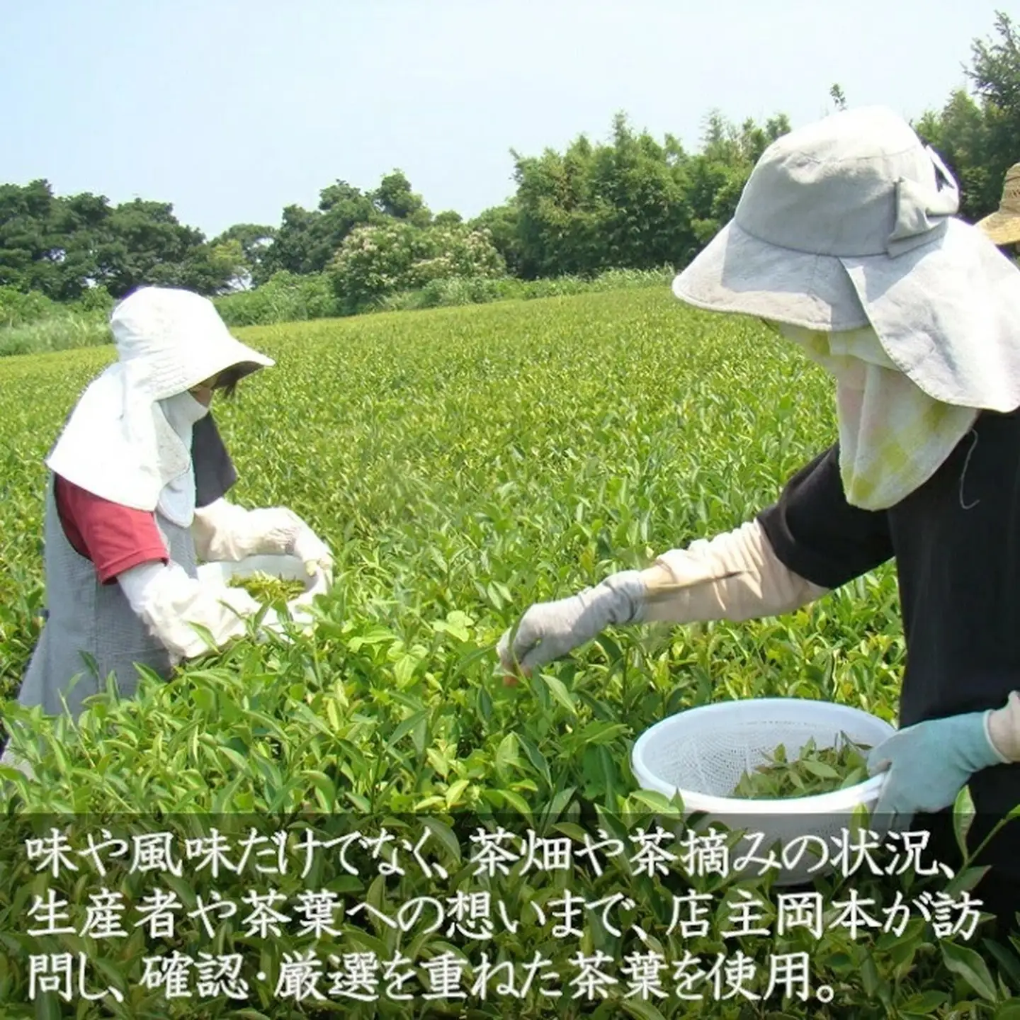 天然の香り！嬉野アールグレイ～ｉｎｎｏｃｅｎｃｅ～ 和紅茶 飲料 茶葉 和紅茶専門店 紅葉~くれは~ ：A095-043