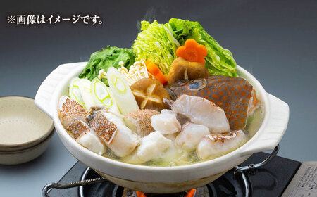 【全12回定期便】【 対馬産 】 アコウ ( キジハタ ) 鍋 セット 500g 水炊き 高級 海鮮 [WAB017]