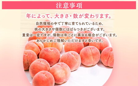 ◆2026年夏発送◆暁星～産直・桃・約2kg～ ※離島への配送不可 ※2026年7月上旬～7月下旬頃に順次発送予定 ｜ 先行予約 予約 数量限定 桃 もも モモ 果物 くだもの フルーツ 詰め合わせ 福島 ふくしま