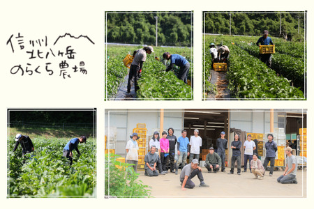 【先行受付・2026年発送】定期便3カ月　有機野菜ちいさな畑セット（Sサイズ　１～２人前）（NK-T519）