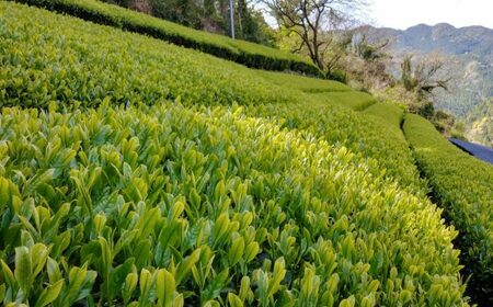 伝統の釜炒り製法の嬉野茶！「葉と日と火」 釜炒烏龍茶 2種（赤/青）飲み比べセット（ティーバッグ） / 佐賀県 / 株式会社テンフィールド [41AIAC012]