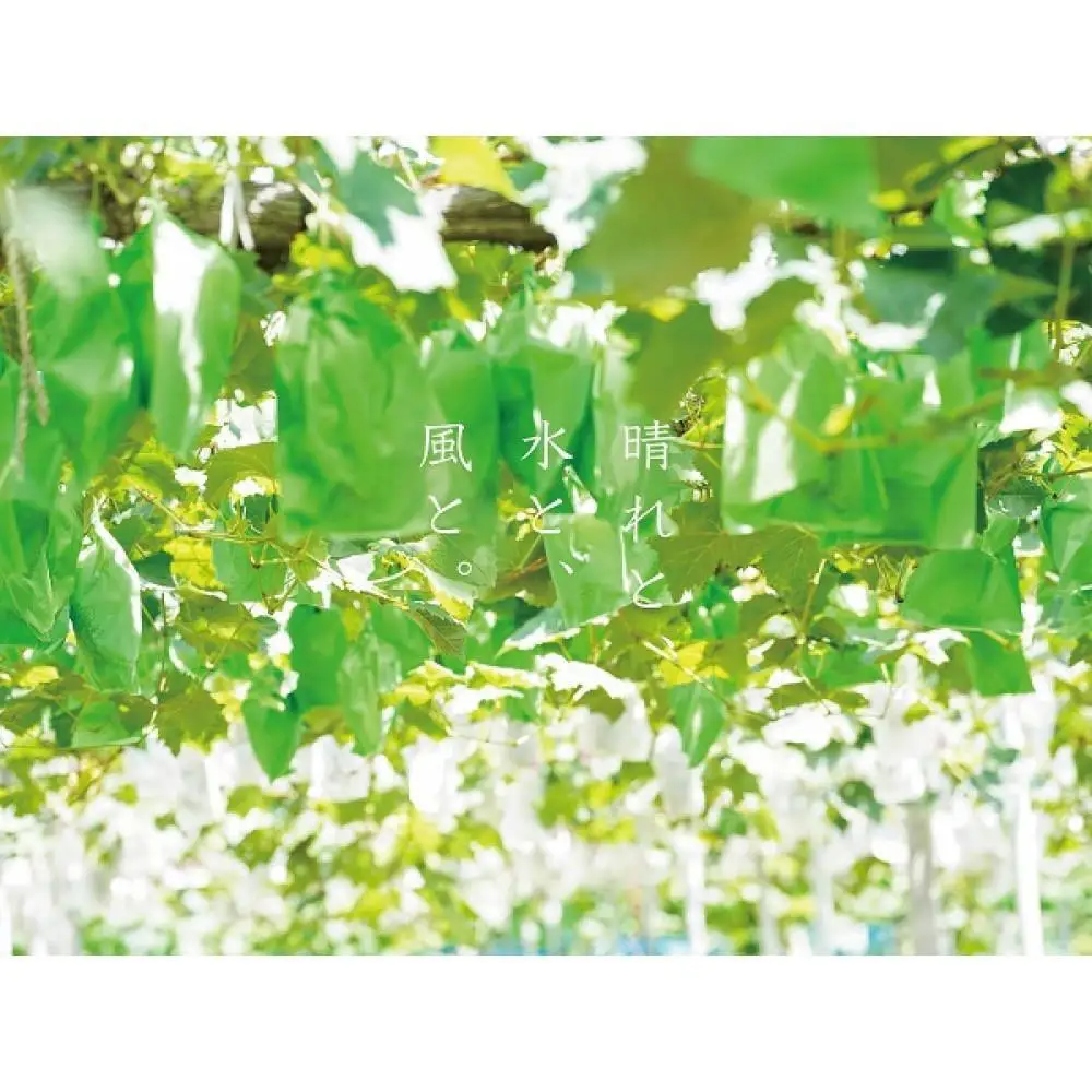 厳選 瀬戸ジャイアンツ 2～3房 合計1.6kg以上 産地直送 朝採れ ぶどう 葡萄 Kawahara Green Farm 岡山県産 2026年 | ぶどう 
